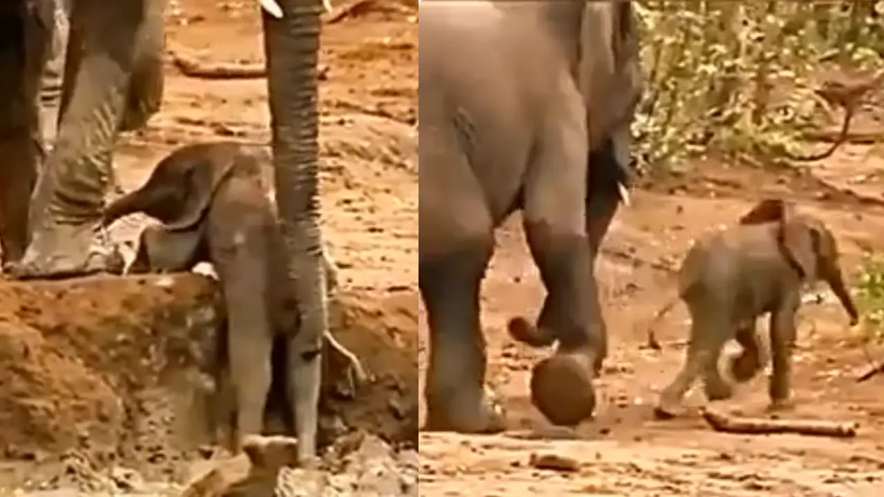 Elephant Video