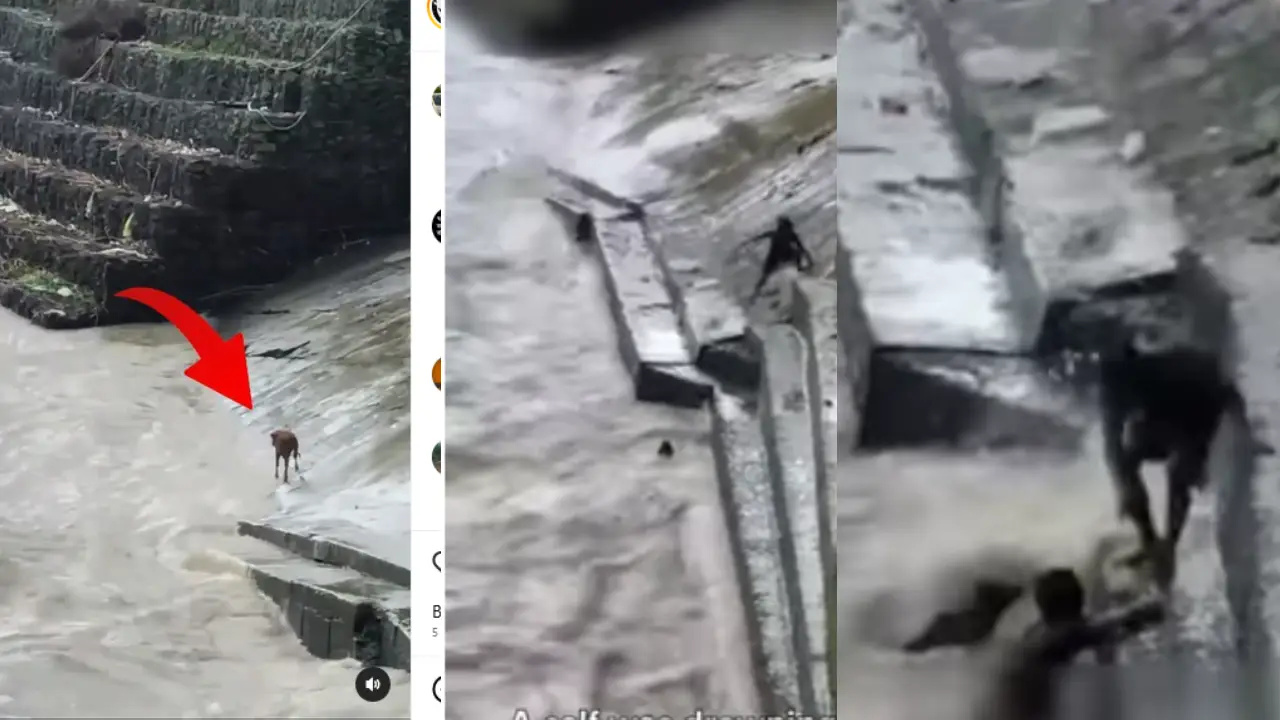 Man Calf Drowning Video