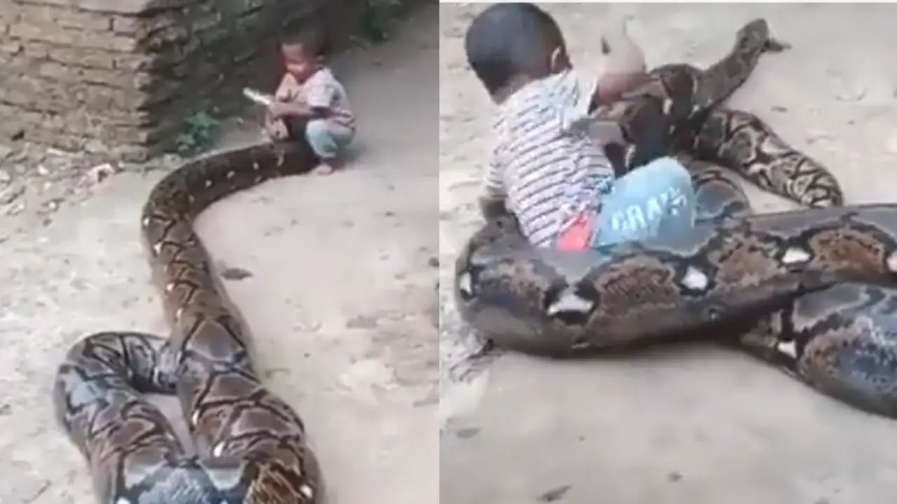 Python Child Video