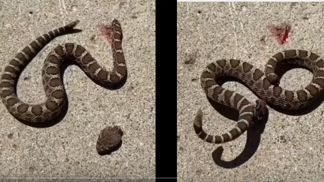 Snake Video