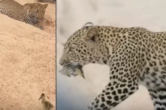 Leopard Bird Video