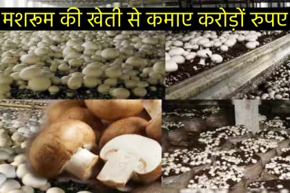 mushroom farming
