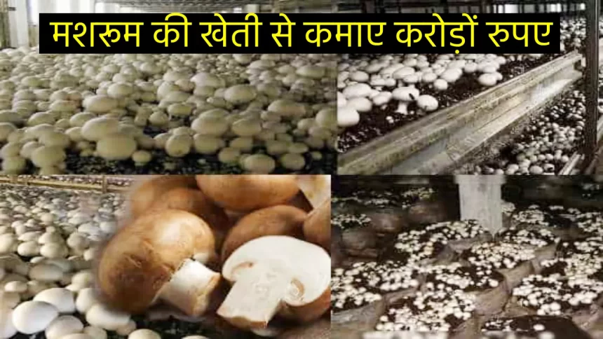 mushroom farming